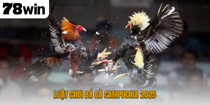 Thế giới đá gà Campuchia – nơi hội tụ đam mê và kịch tính 3 Luật chơi đá gà Campuchia 2025